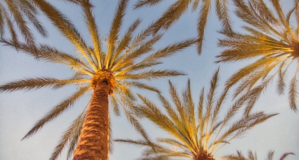 california palm trees - los angeles county substance abuse stats