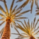 california palm trees - los angeles county substance abuse stats